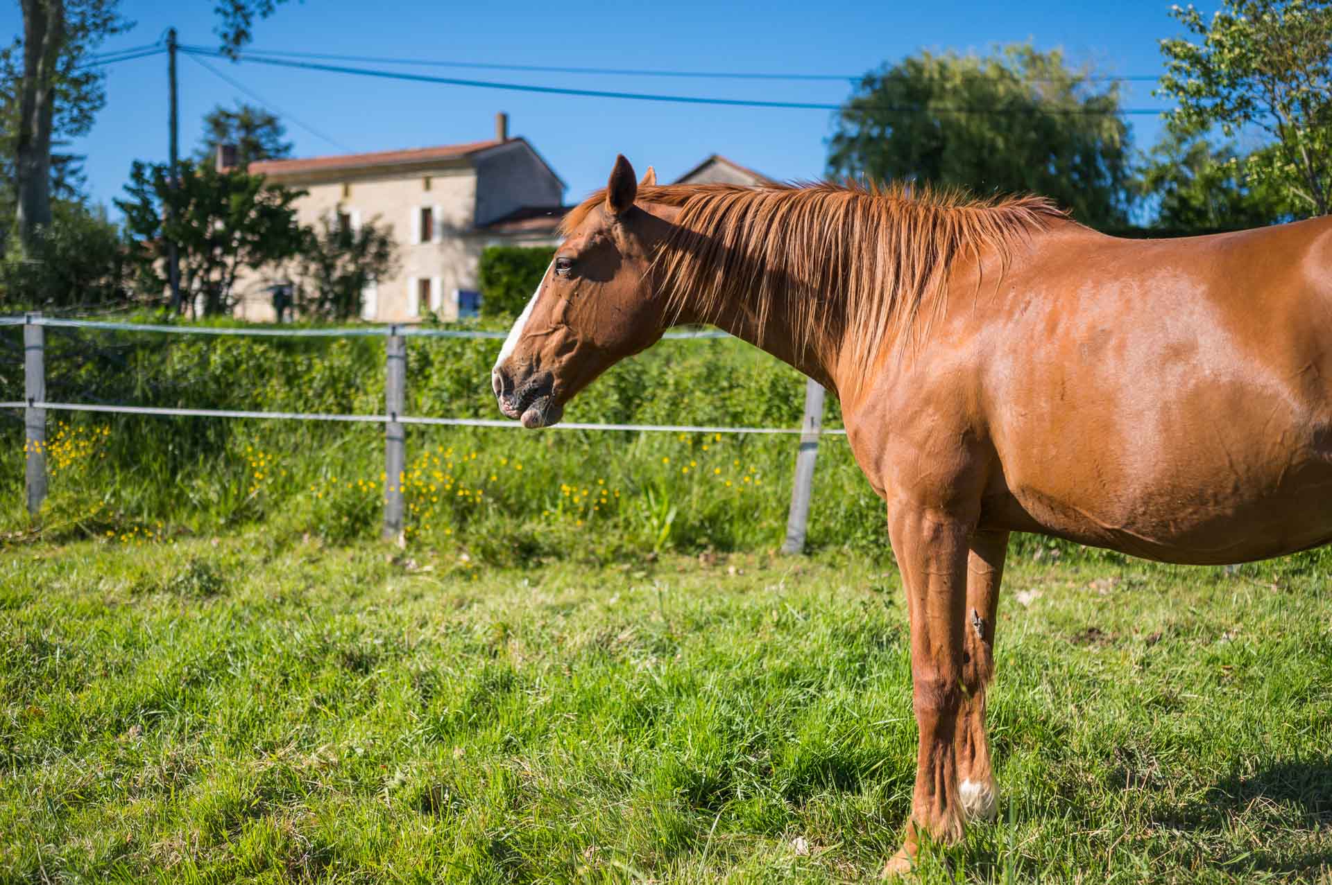 Cheval dans la prairie du domaine Puygrenier