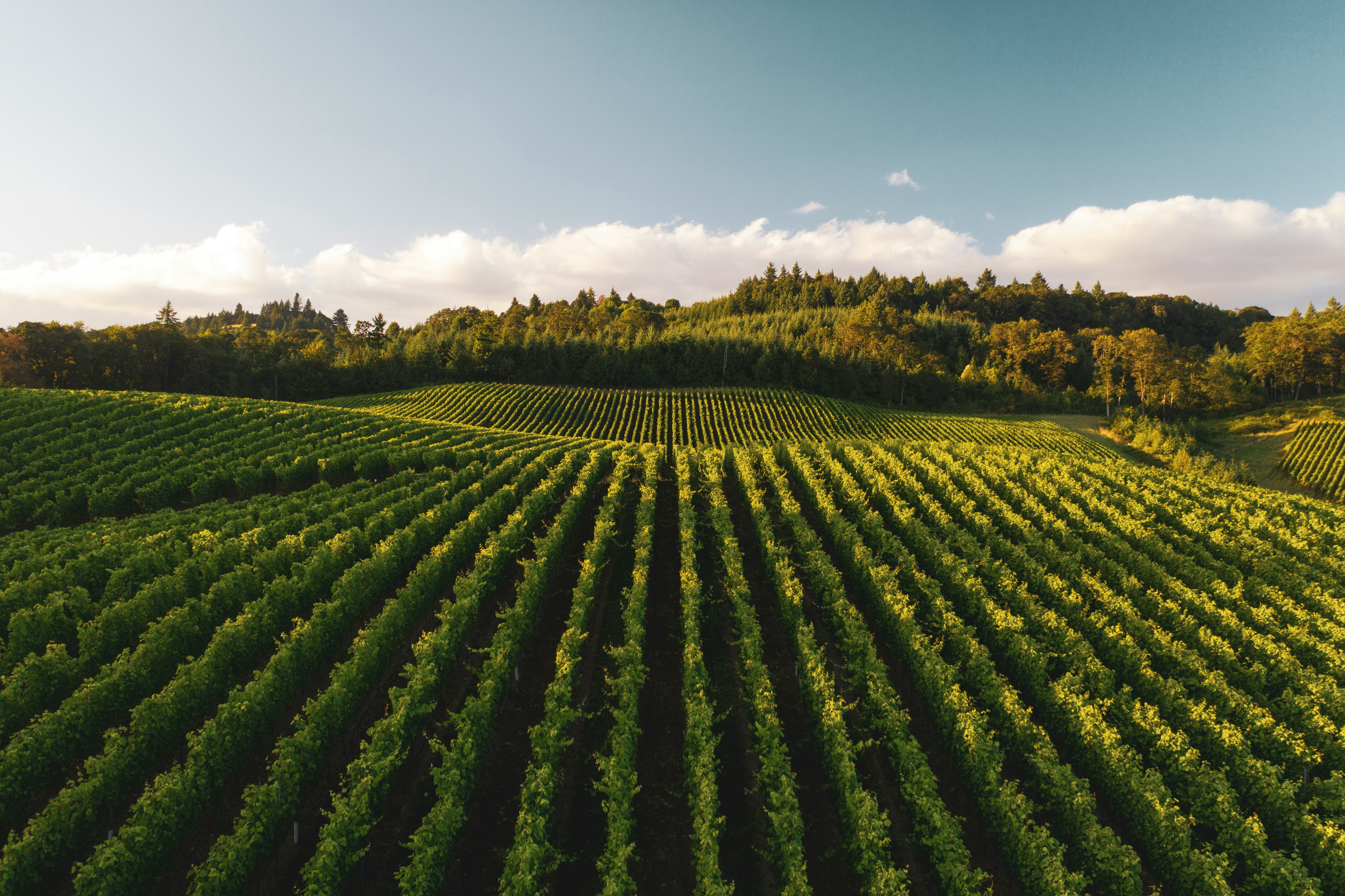 Vignobles bordelais — paysage de vignes